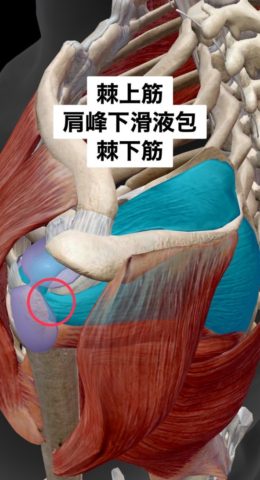 肩峰